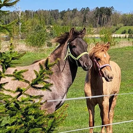 بيت للعطل Mazurski Dom Brejdyny Sauna I Bania مارونجوفو